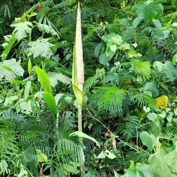 Aroid (Amorphophallus asper)
