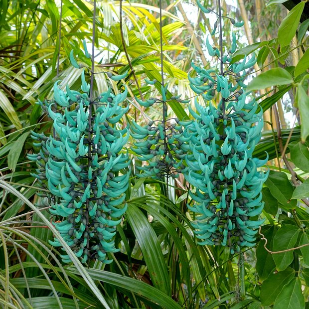 Jade vine (Strongylodon macrobotrys)