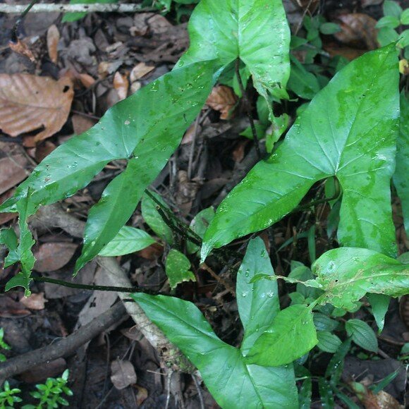 Giant Swamp Taro (Cyrtosperma merkusii)