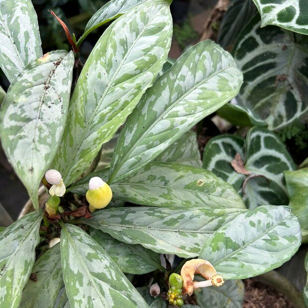 Camouflage plant (Aglaonema nebulosum)