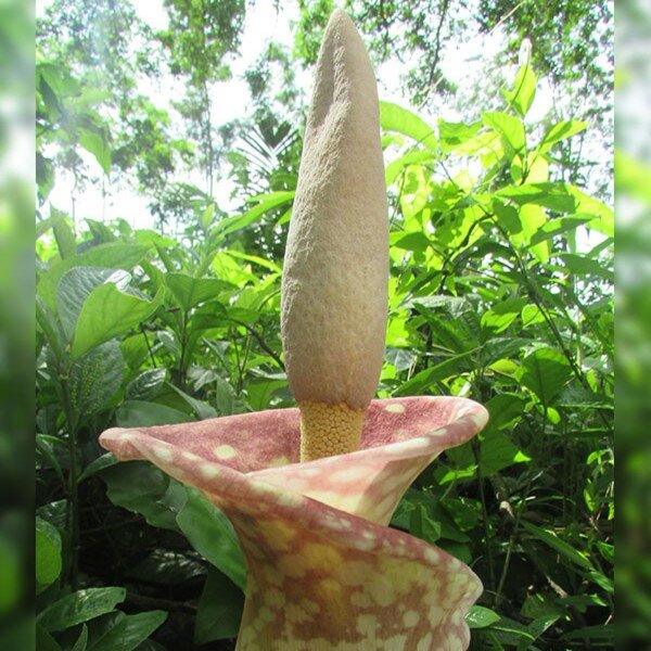 Aroid (Amorphophallus muelleri)