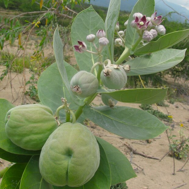 Apple of Sodom (Calotropis procera)