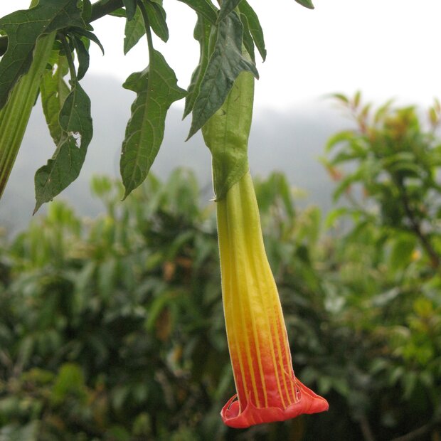 Red Angel's Trumpet (Brugmansia sanguinea)