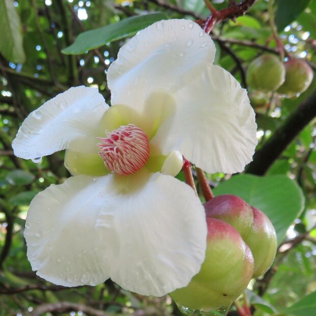 Godapara (Dillenia retusa)