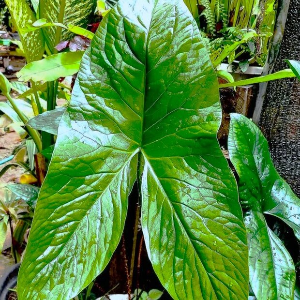 Cyrtosperma (Cyrtosperma macrotum)