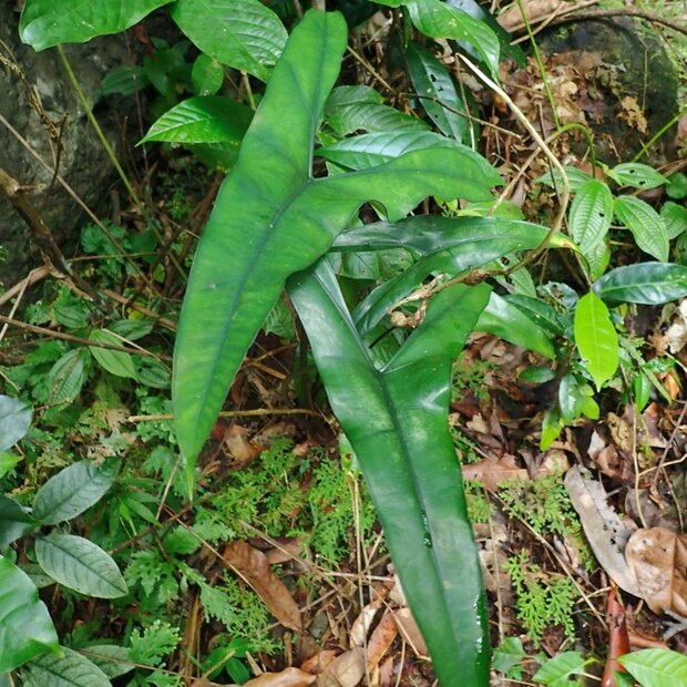 Alocasia (Alocasia wongii)