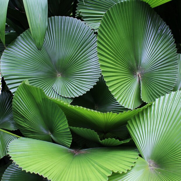 Fan Palm (Licuala cordata)