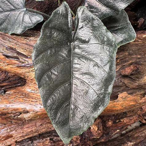 Antoro velvet (Alocasia 'chienlii')