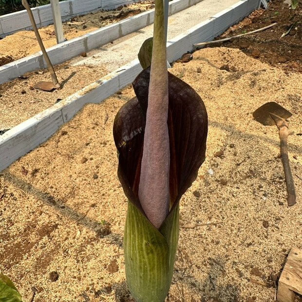 Aroid (Amorphophallus raungense)