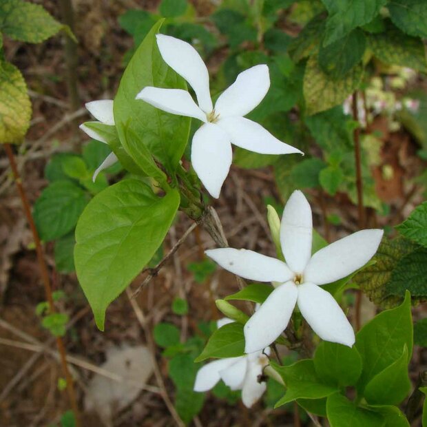 Bengal coffee (Coffea benghalensis)