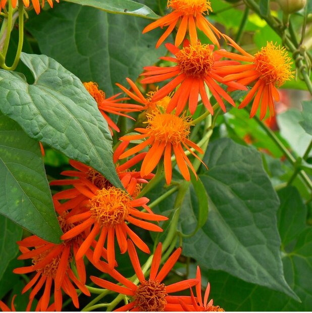 Mexican flamevine (Pseudogynoxys chenopodioides)