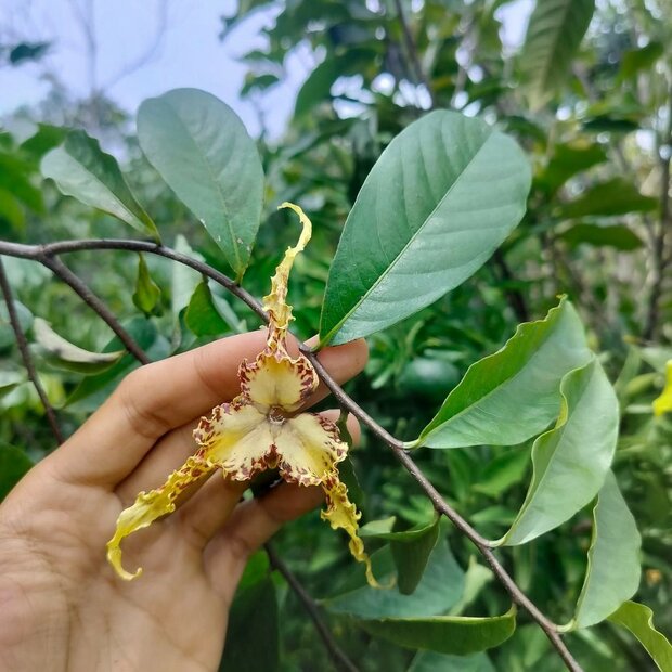 Angolan Calabash Nutmeg (Monodora angolensis)