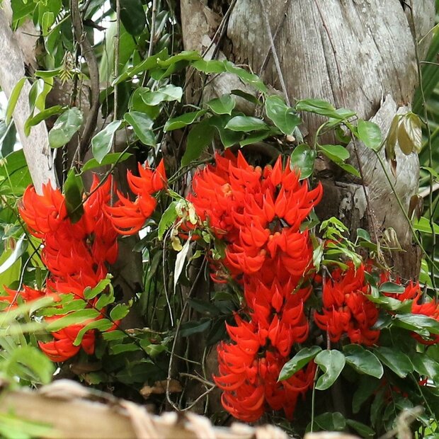 Red jade vine (Mucuna novoguineensis)