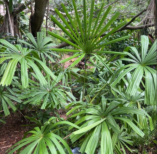 Golden licuala (Licuala paludosa)