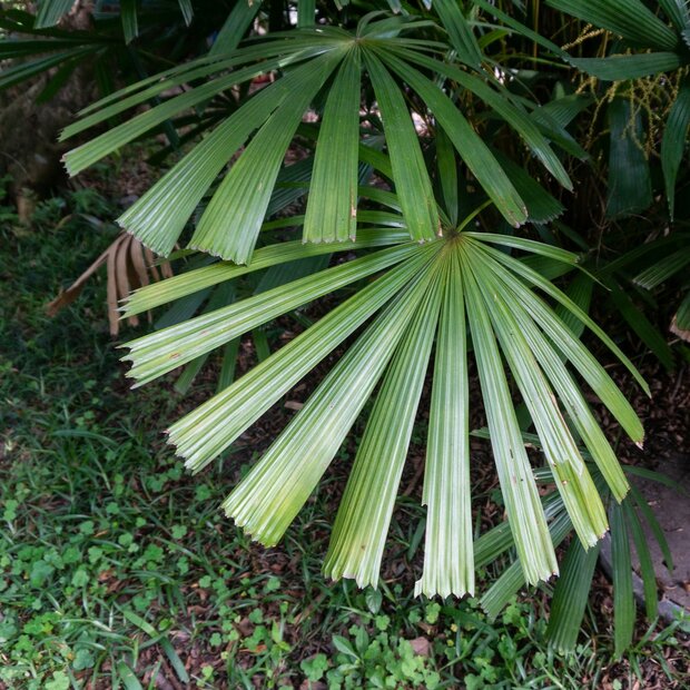 Hainan fan Palm (Lanonia hainanensis)