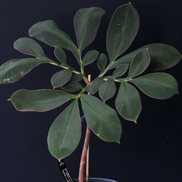 Aroid (Amorphophallus atroviridis)