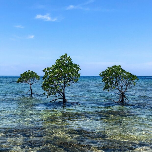 Spotted mangrove (Rhizophora stylosa)