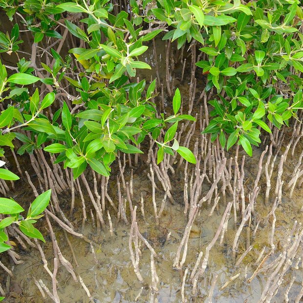 Grey mangrove (Avicennia marina)