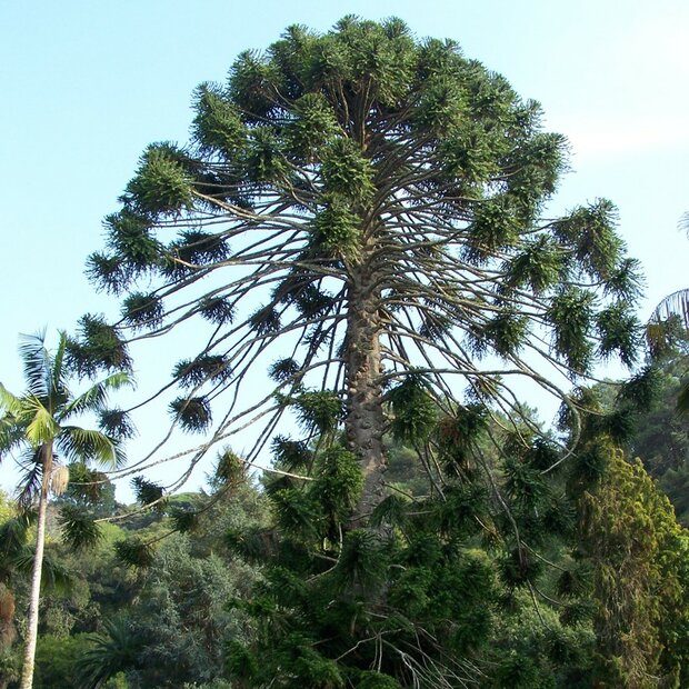 Bunya pine (Araucaria bidwillii)