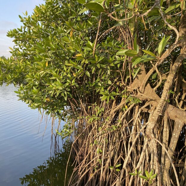 Tall-stilt mangrove (Rhizophora apiculata)