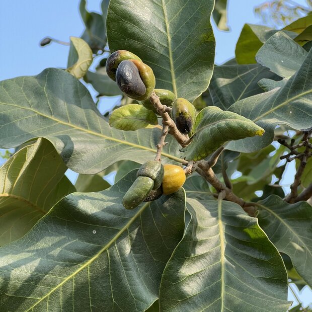 Marking nut (Semecarpus anacardium)