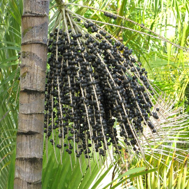 A&ccedil;ai palm (Euterpe oleracea)