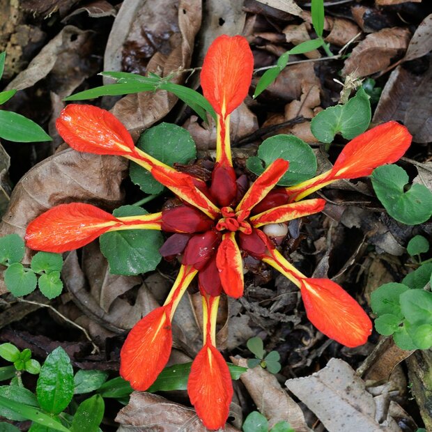 Red ginger lily (Etlingera coccinea)