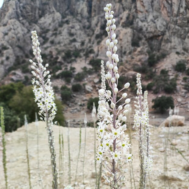 Sea onion (Drimia maritima)