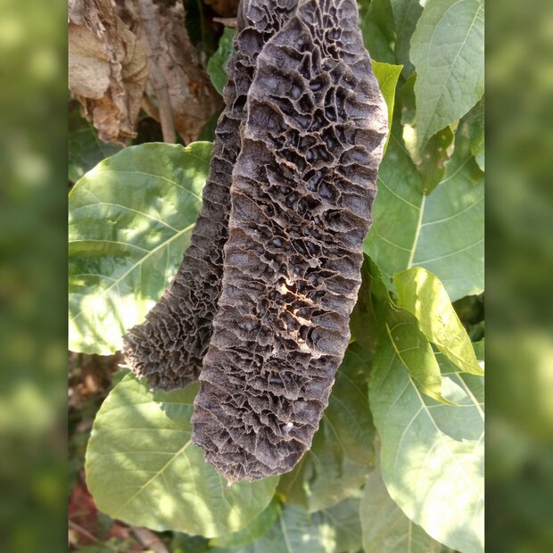 Netted velvet bean (Mucuna reticulata)