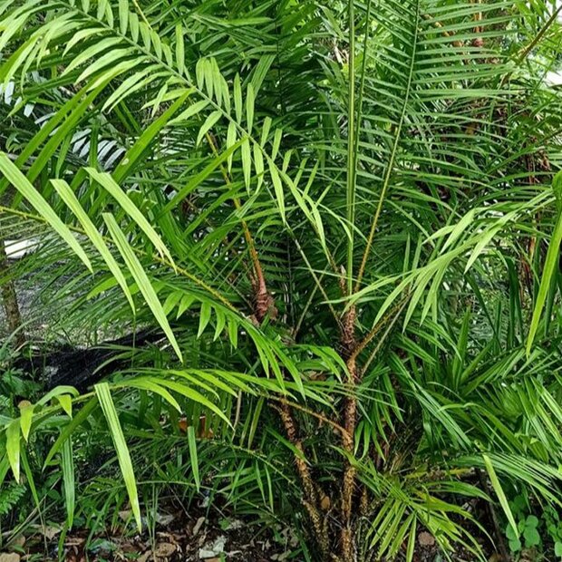 Dragons blood rattan (Calamus draco)