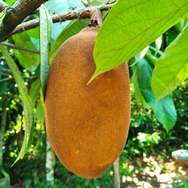 Cupua&ccedil;u (Theobroma grandiflorum)