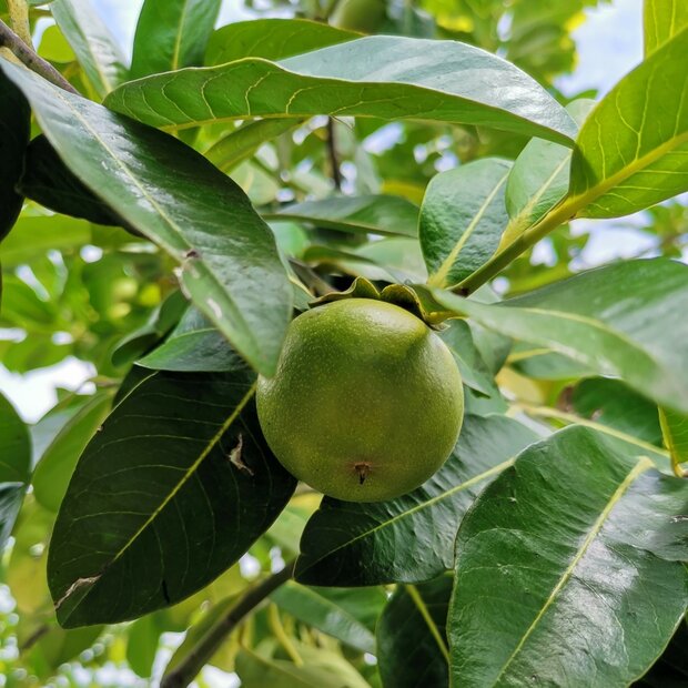 Black Sapote (Diospyros digyna)