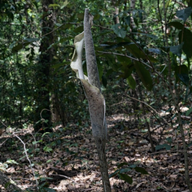 Sweet Snakeskin Lily (Amorphophallus galbra)