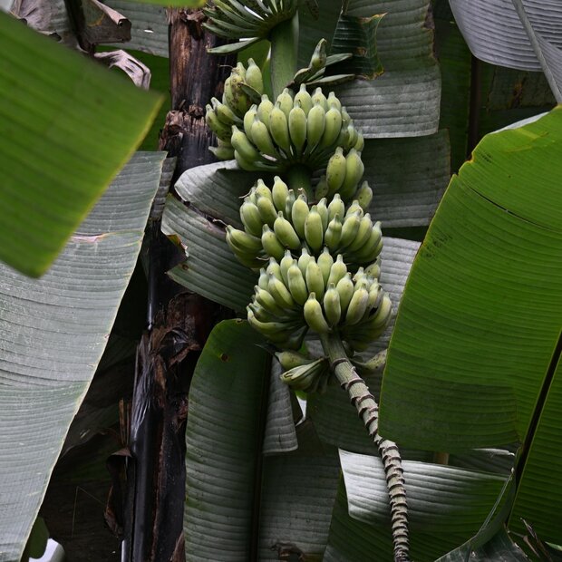 Cheesman Banana (Musa cheesmanii)