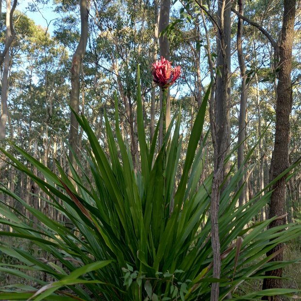 Gymea Lily (Doryanthes excelsa)