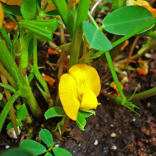 Black Peanut (Arachis hypogaea 'Black')