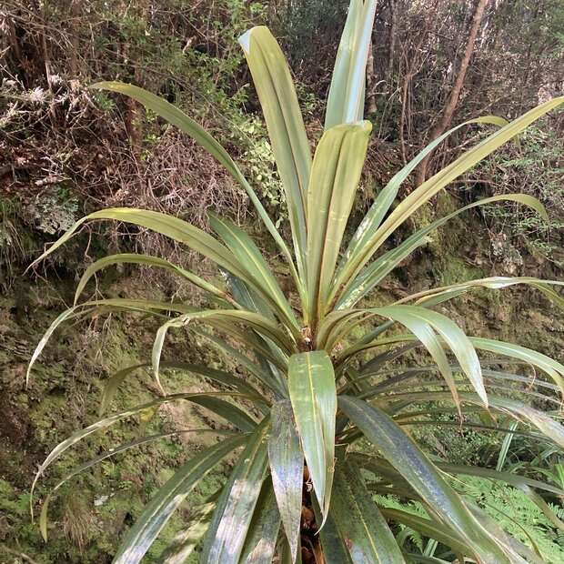 Mountain Cabbage Tree (Cordyline indivisa)