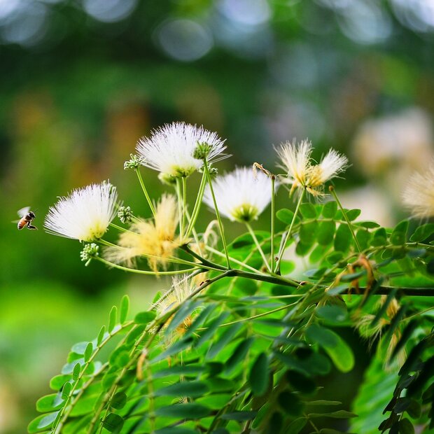 Kalkora Silk Tree (Albizia kalkora)