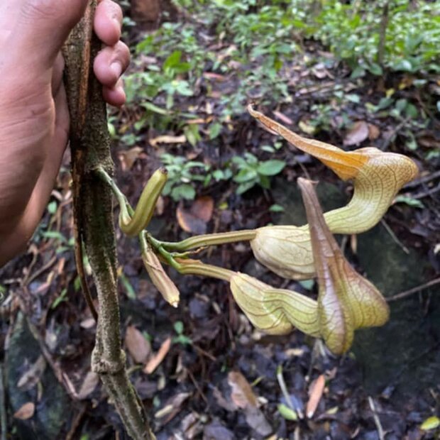 Dutchman's pipe (Aristolochia decandra)