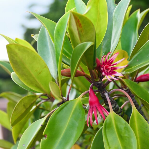 Large-leafed orange mangrove (Bruguiera gymnorhiza)