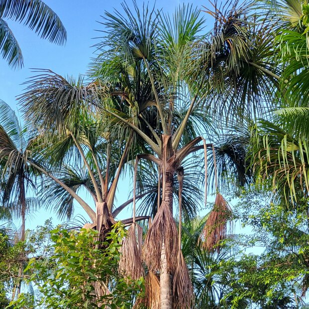 Moriche palm (Mauritia flexuosa)