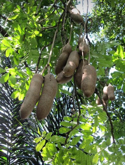 Kigelia Pinnata 8 Seeds, African Sausage Tree Kigelia Africana Bonsai 
