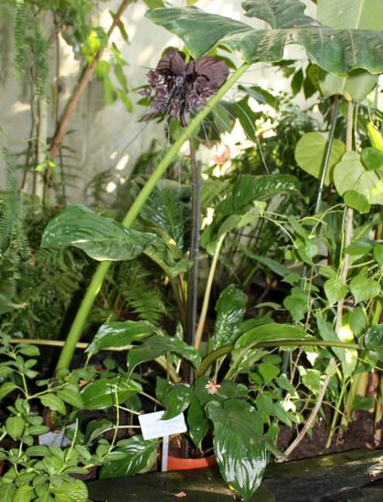 Black Batflower (Tacca chantrieri)