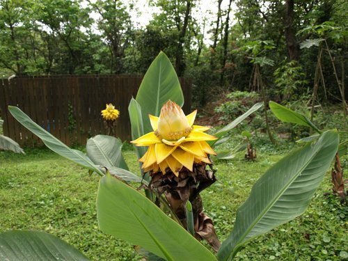 Golden Lotus Banana (Musella lasiocarpa)