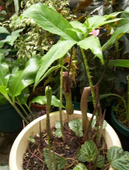 Voodoo Lily (Typhonium venosum)