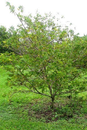 Sugar Apple (Annona squamosa)