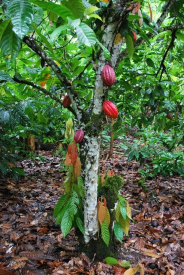 Cocoa (Theobroma cacao)