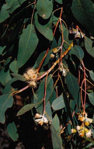 Morrisby&#039;s Gum (Eucalyptus morrisbyi)