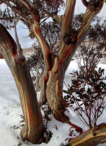 Snow Gum (Eucalyptus pauciflora ssp. pauciflora)