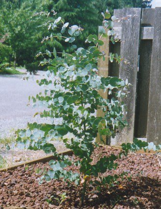 Candlebark Gum (Eucalyptus rubida)